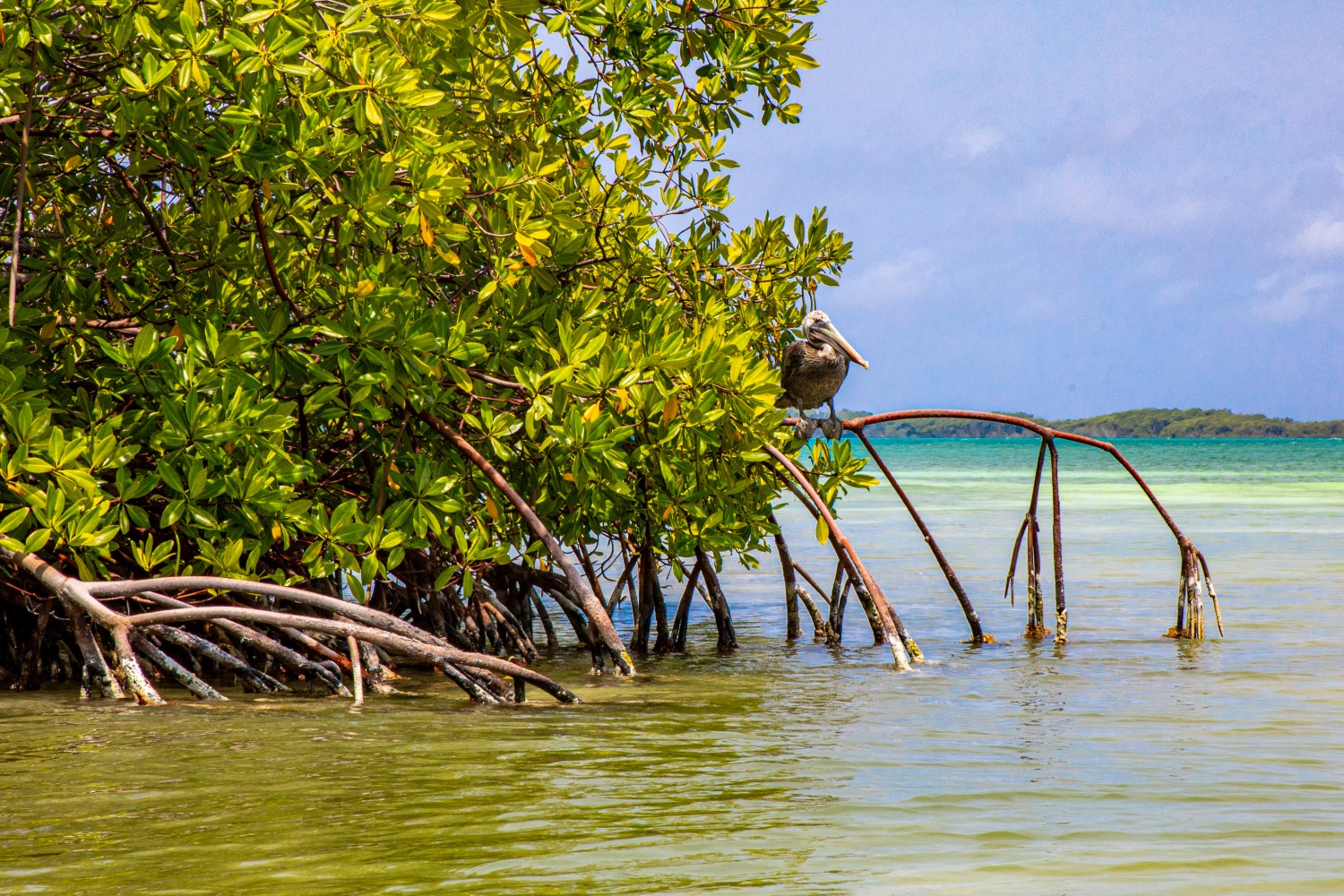 Natuurlijke Oplossingen Op Bonaire Voor Een Veiligere En Gezondere Leefomgeving WUR