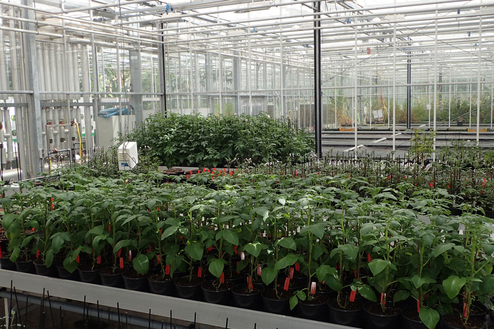 Patents Based On Innovative Plant Breeding Can Contribute To More Sustainability In Agriculture
