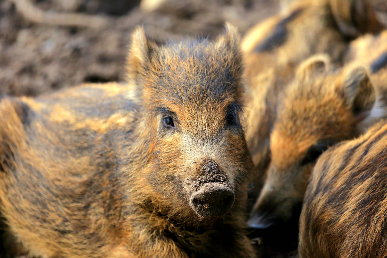 Danish wild boars are doing surprisingly well, despite century of ...