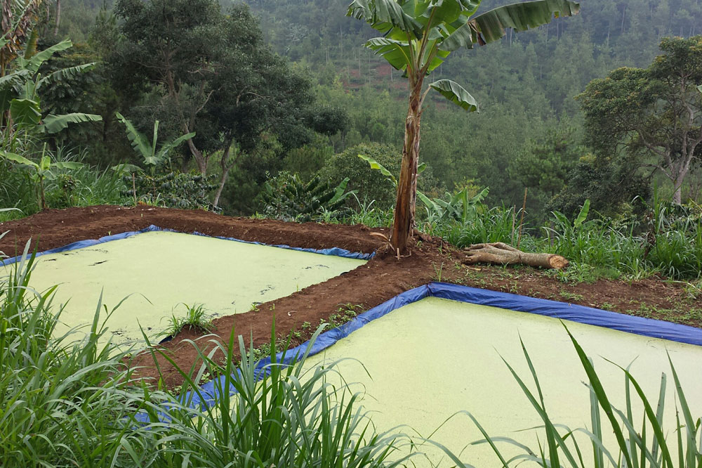 Sustainable farming in Indonesia using bioslurry-grown duckweed as animal  feed - WUR