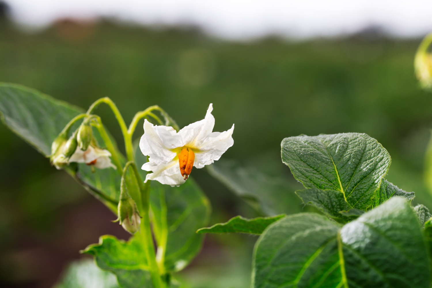 Potatoes With The Right Antennas Origin Of Novel Broad Resistance To Late Blight Found In Wild 8288