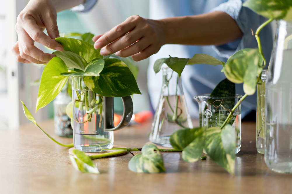 Planten Herbergen Oeroud Razendsnel Reactievermogen Wur