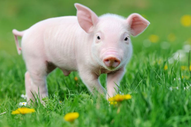 Preventing Streptococcus suis in pigs around the world - WUR