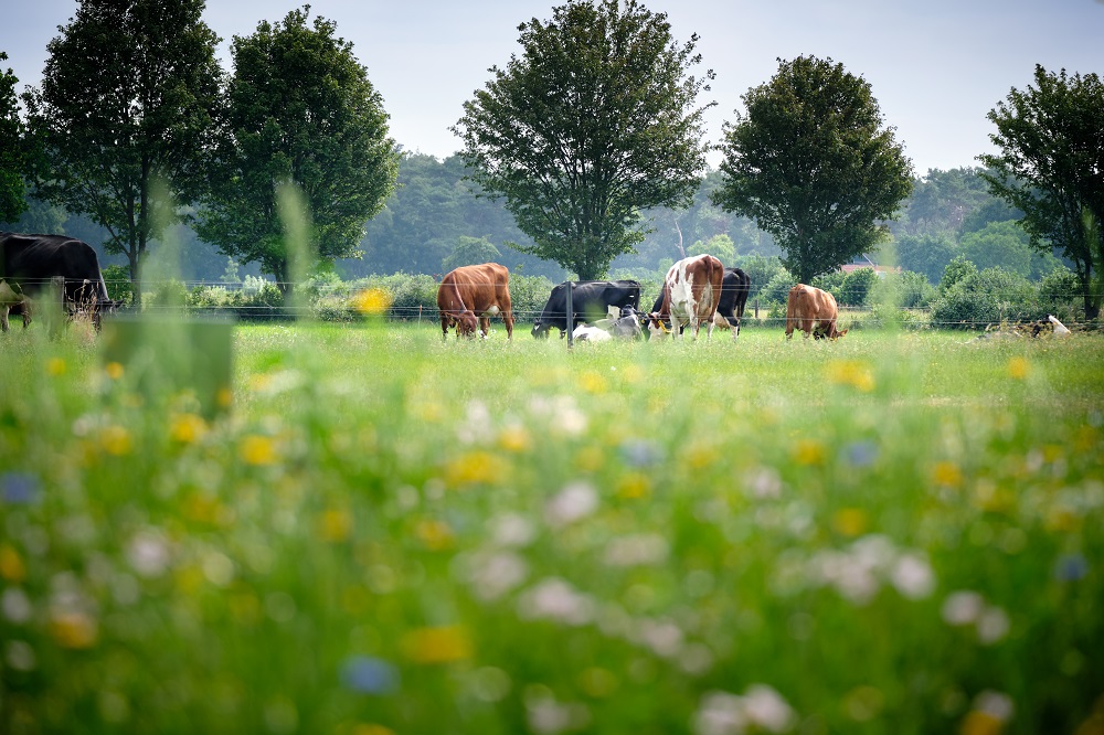 How livestock farming can contribute to biodiversity - WUR