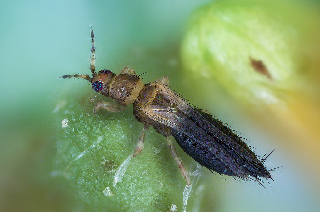 Thrips in greenhouse crops - biology, damage and management