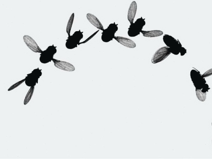 Escape maneuvers of flying insects - WUR