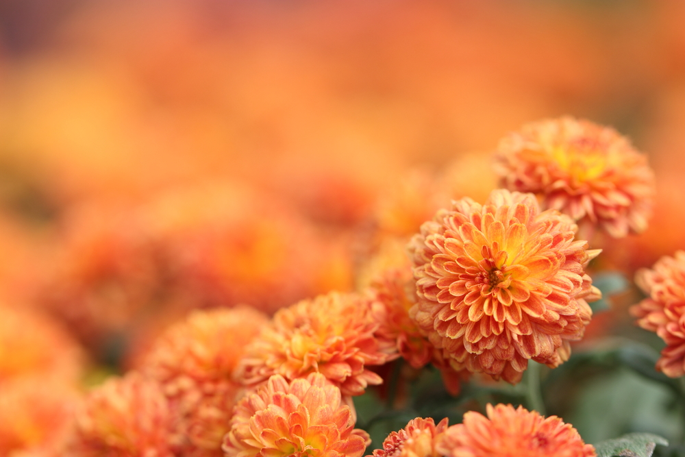 Gardening: The days and nights of blooming chrysanthemums – Orange County  Register