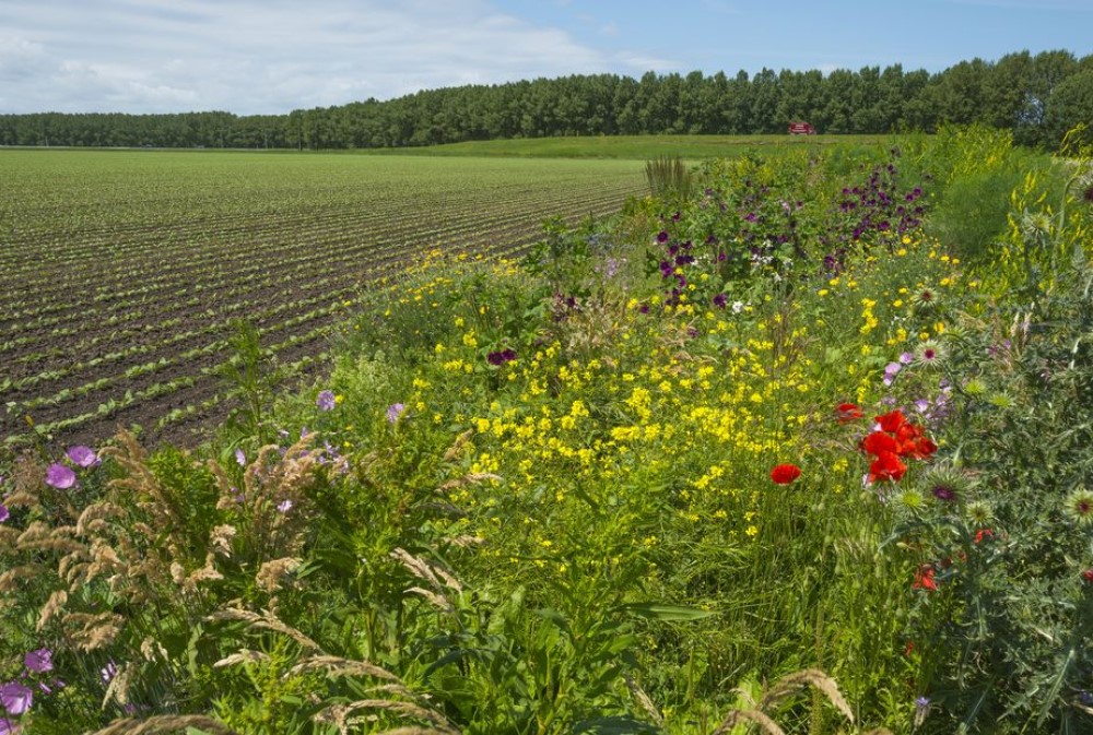 Biodiversiteit Vernieuwende Agroecologische Landbouw - WUR