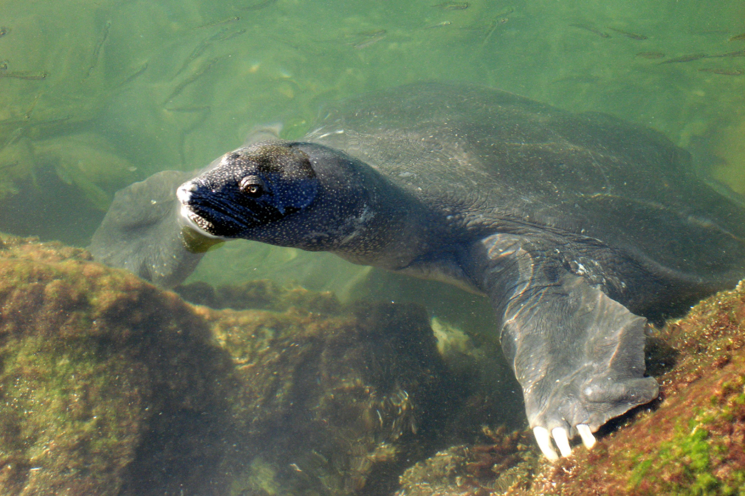 Management, habitat use, and population structure of leatherback ...