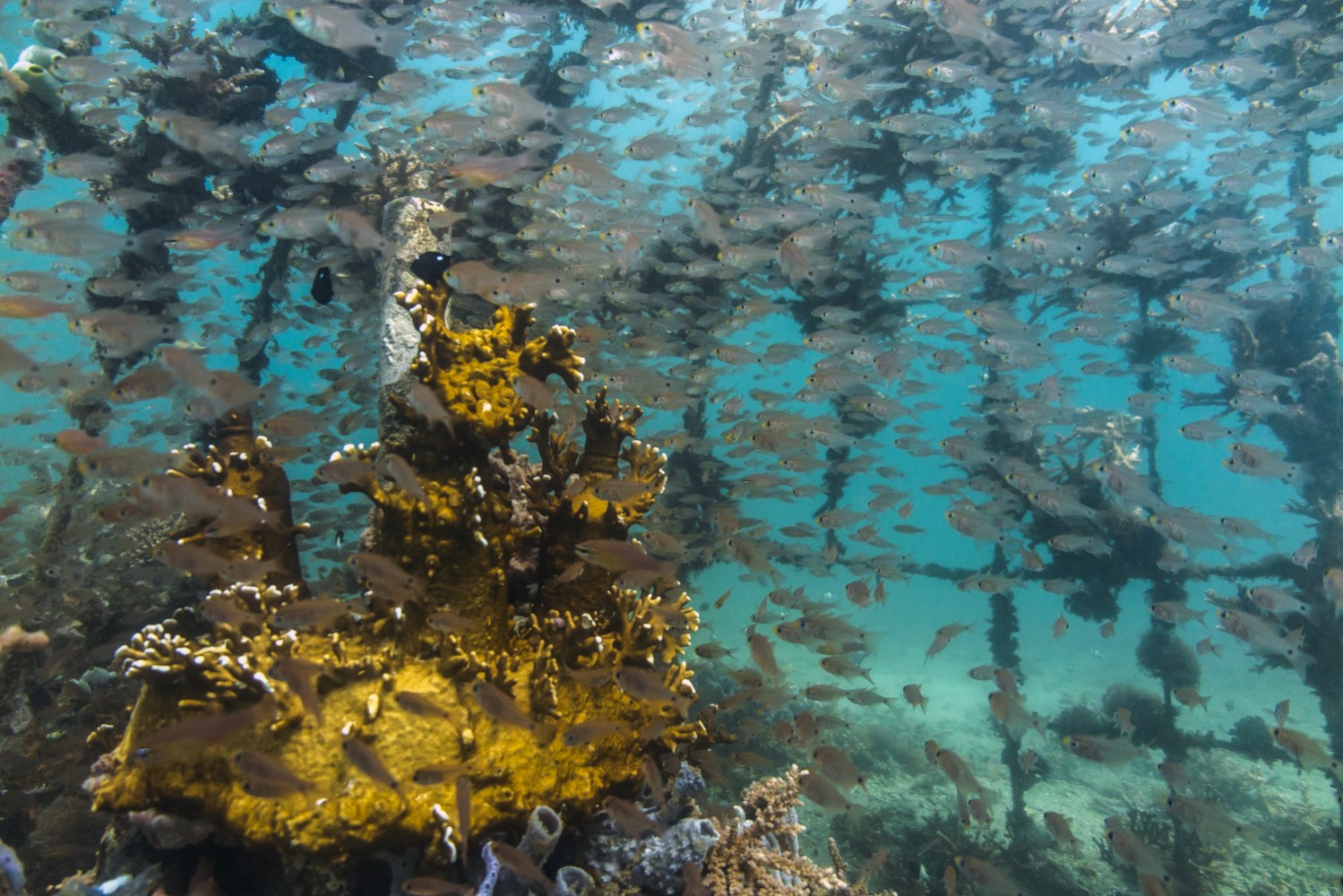 Saving Caribbean corals with concrete