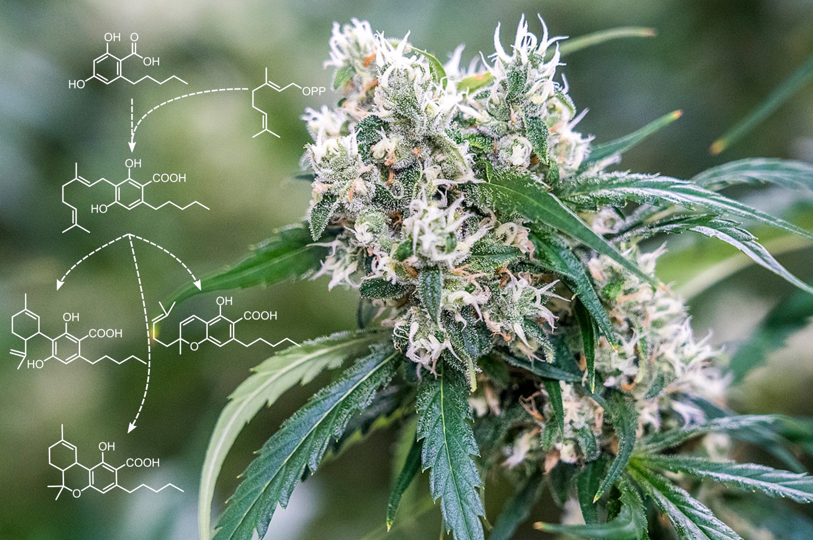 Evolution Of Cannabis Genetic And Chemical Diversity - WUR