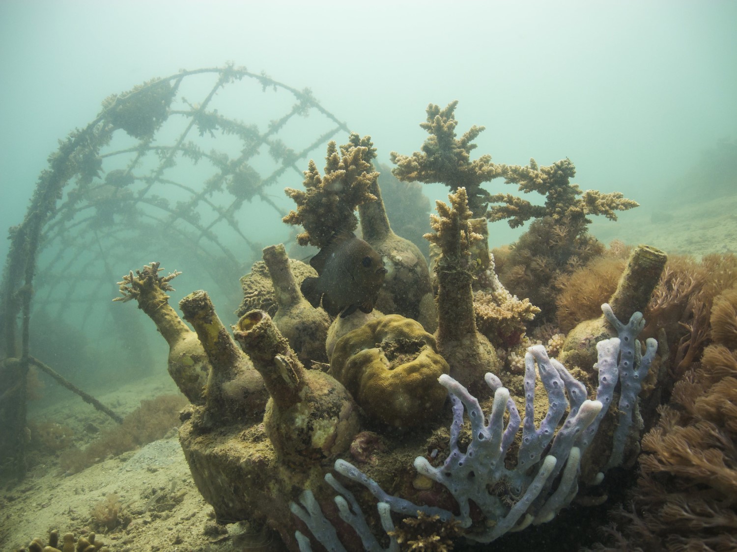 REEF DESIGN LAB  Artificial Reefs & Marine Infrastructure Solutions