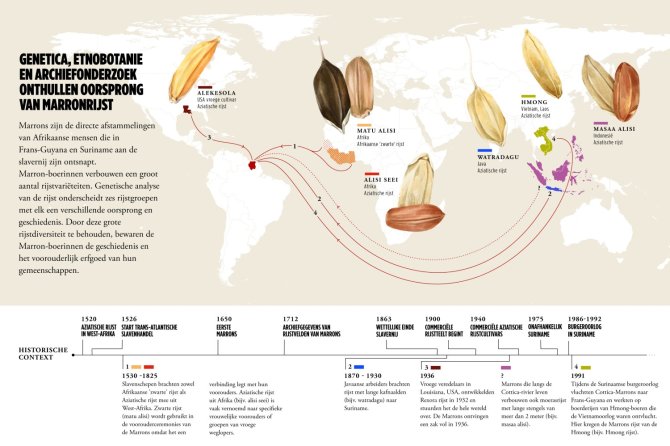 Infographic herkomst Marronrijst, illustrator: Steffie Padmos