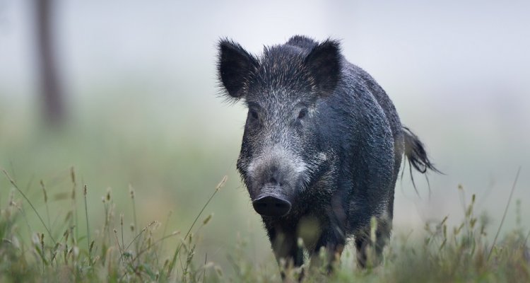 diagnostiek testen ziekten wilde dieren zwijn