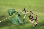 Deels afgestorven blad, vlekken op centrale bladsteel