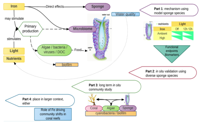 Figure 2. Schematic outline of the project