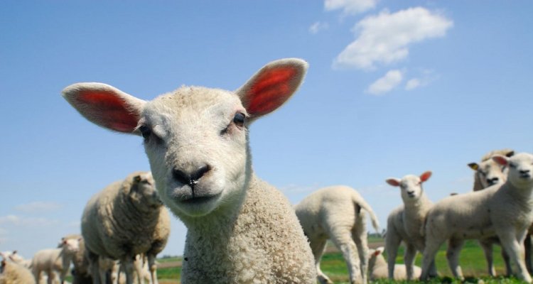 Diagnostics: Sheep, goat and camelid