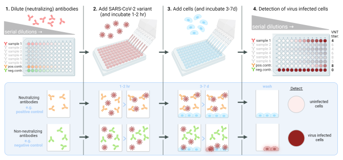 Infographic: virus neutralization test