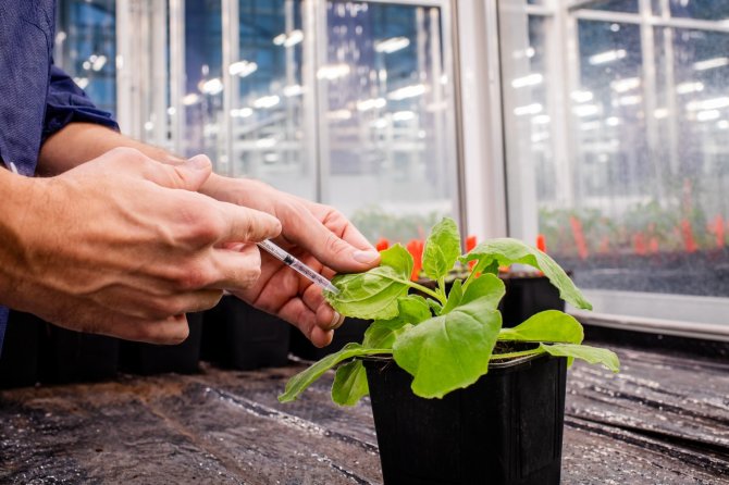 Development of effective vaccine against stomach worms using plants (Photo: Joris Aben Fotografie)