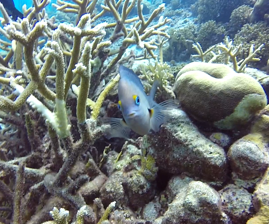 damselfish.PNG