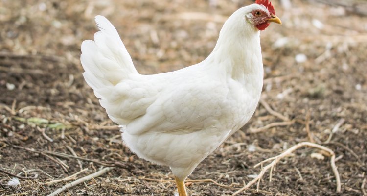 Diagnostics poultry bird diseases