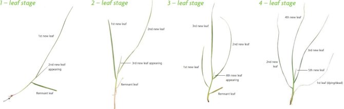 leafstage.jpg