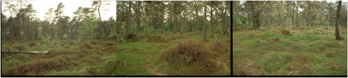 Dieverzand, ongelijkjarig grove-dennenbos