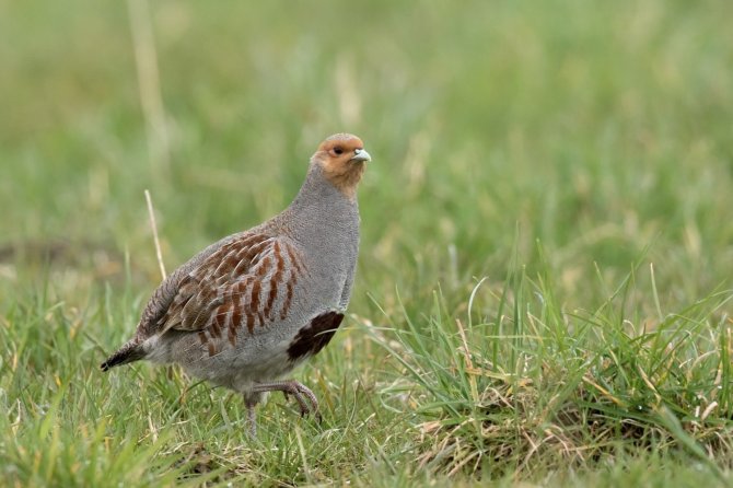 Grey partridge, by Jankees Schwiebbe