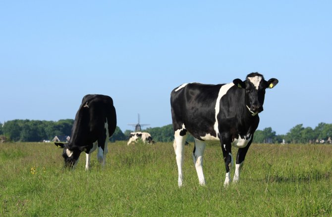 Infected cows spread eggs with every bowel movement.