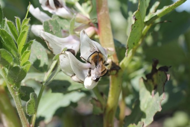 Langhoornbij op veldboon. Foto: David Kleijn.   