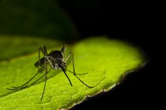 West Nile virus mosquito