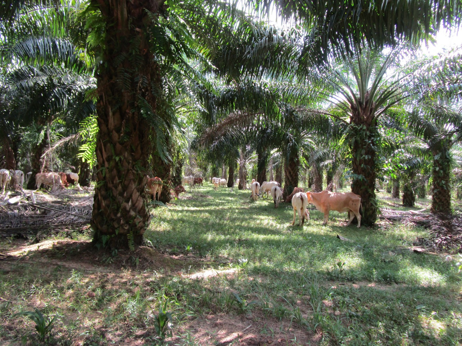 Grazing livestock on a plantation