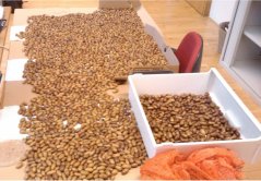 Sound acorns ready to be used in field removal experiment (© Suselbeek)