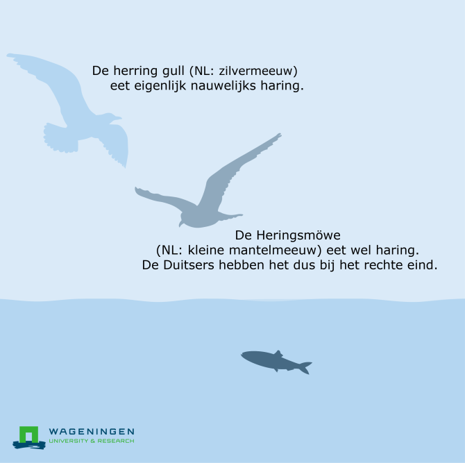 De herring gull (= zilvermeeuw) eet eigenlijk nauwelijks haring. De Heringsmöwe (= kleine mantelmeeuw) eet wel haring. De Duitsers hebben het dus bij het rechte eind.