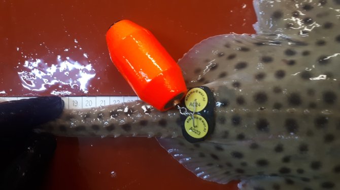 Foto van gevlekte rog met Data Storage Tag. De tags zijn oranje gekleurd en hebben een wit label met de contactgegevens van Wageningen Marine Research zodat zij opgestuurd kunnen worden (Bron: Pieke Molenaar)