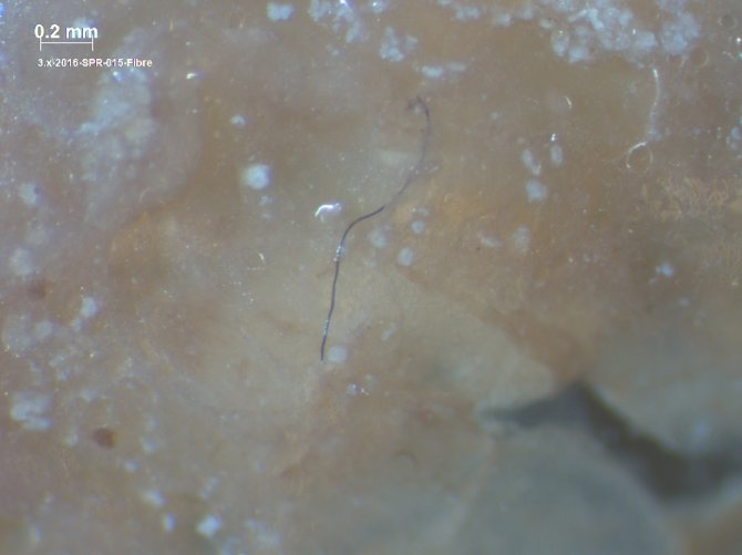Polymer fibre in the stomach of sprat. Unfortunately it is unclear whether this fibre has been ingested by the fish or contaminated the sample during the analysis. (Photo: A. O’Donoghue)