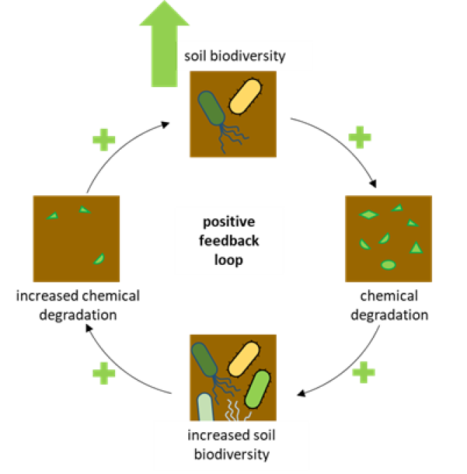 Figure 1: 1 Hypothesised positive feedback loop between soil biodiversity and degradation of chemicals