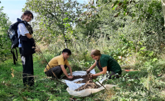 Jule Schwartz sampling earthworms in the Droevendaal food forest with the help of other students (photo credits Kees van Veluw)