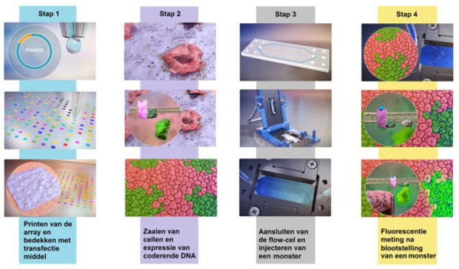 Schematisch overzicht van voorbereiding en meting van de cellengroep in het microfluïde systeem.