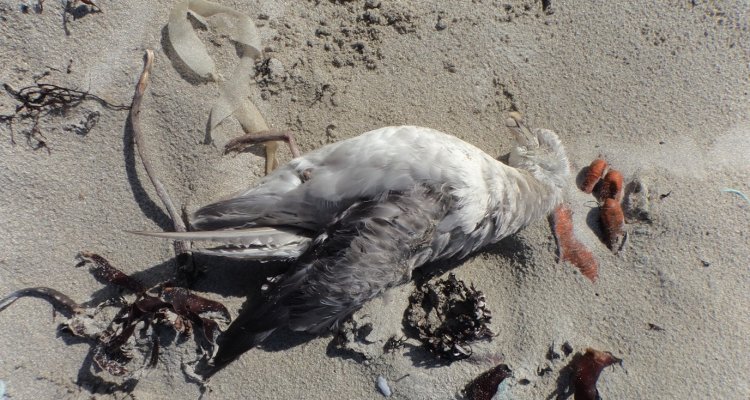 Seabird plastic monitoring in Ireland - WUR