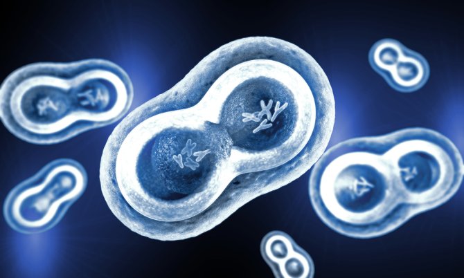 Een versimpelde illustratie van een cel. Een groeide cel moet eerst zijn DNA en alle andere inhoud verdubbelen, voordat hij in tweeën splitst. Doordat de timing nauw komt, moeten de celonderdelen goed op elkaar afgestemd zijn.