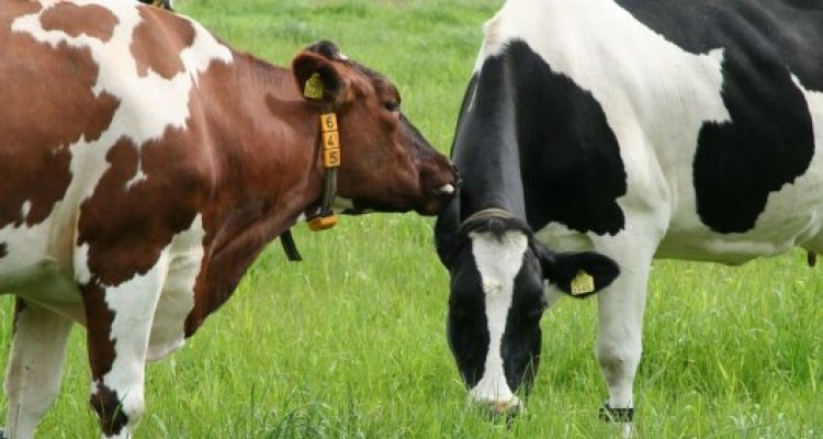 Diagnostics: Bovine cattle diseases