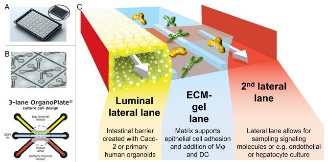 Schematisch overzicht van Organoplate