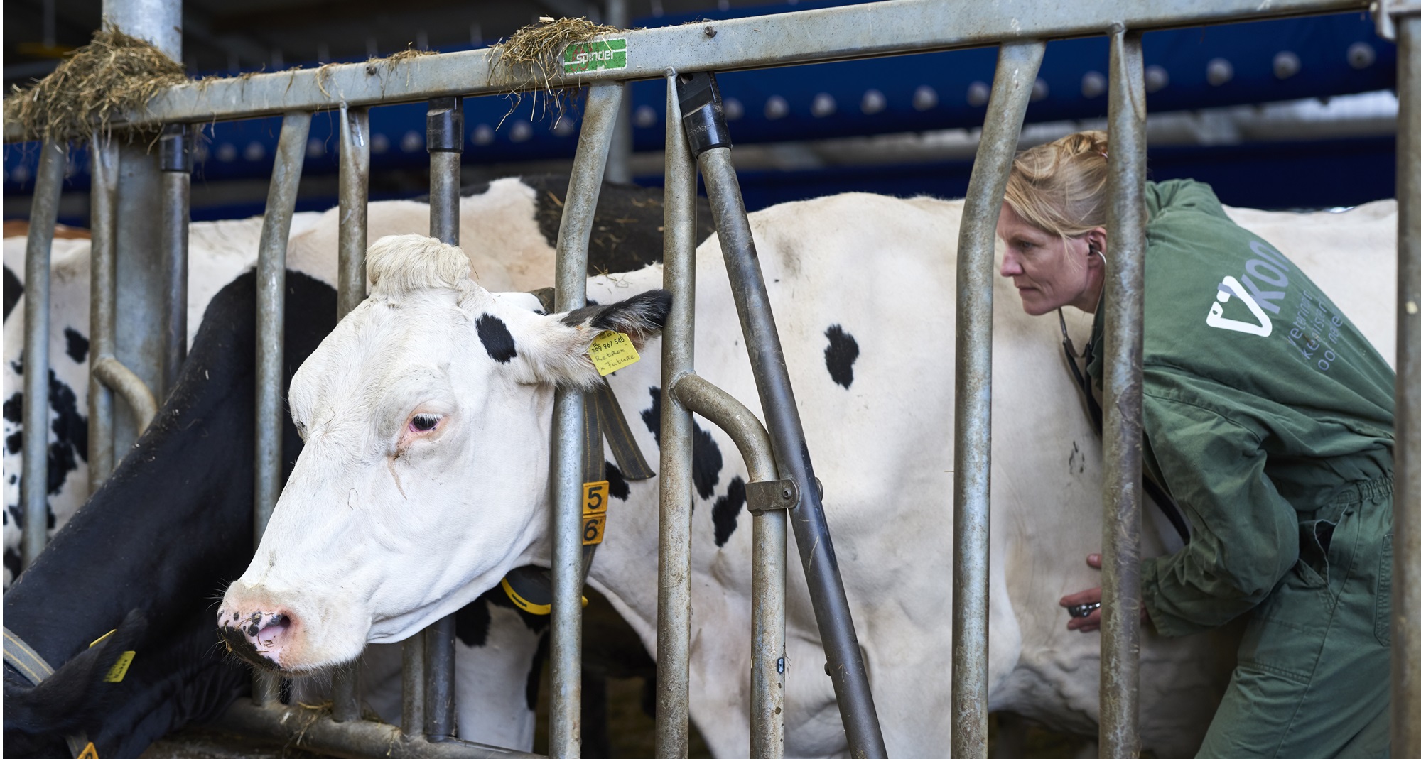 Researcher Ingrid de Jong checking the heartrate of a cow