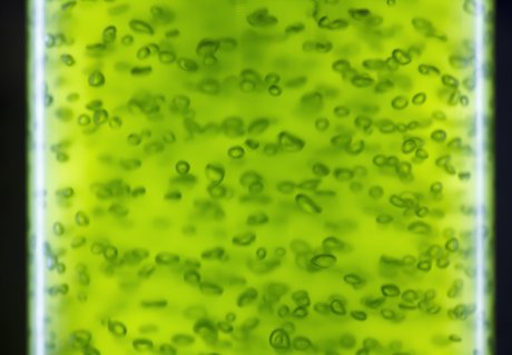 phd in algal biotechnology