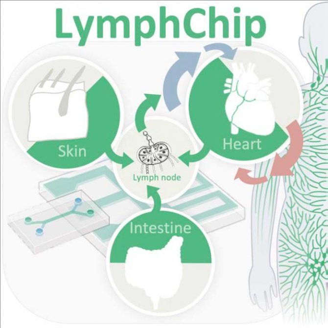 LymphChip.jpg