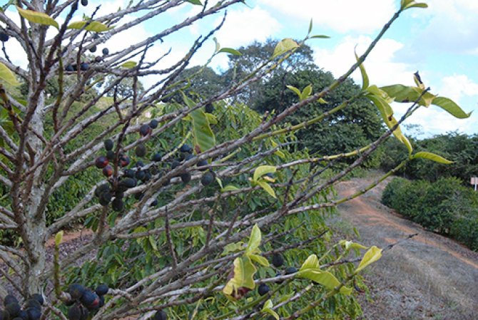 Xylella fastidosa