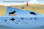 5_Infographic_Westerschelde_voedselweb Westerschelde.png