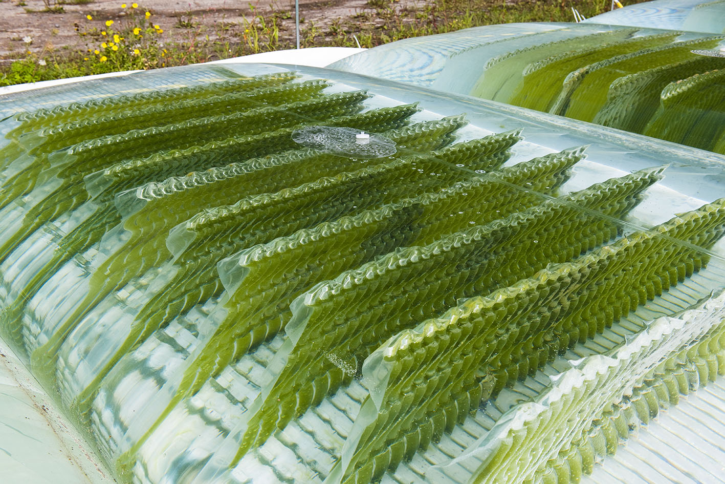 Cost-effective algae production within reach - WUR