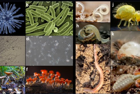 Diversity and community compositions of Protists and Nematodes in soils ...